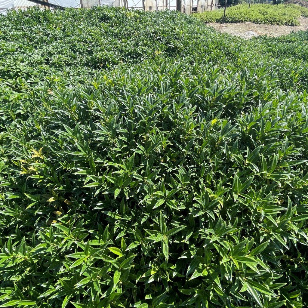 Himalayan Sweetbox Sarcococca Hookeriana