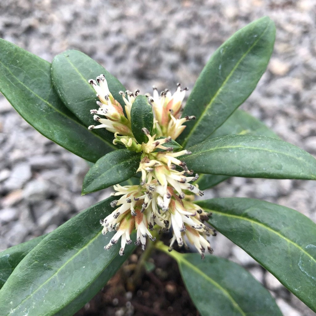 Himalayan Sweetbox Sarcococca Hookeriana