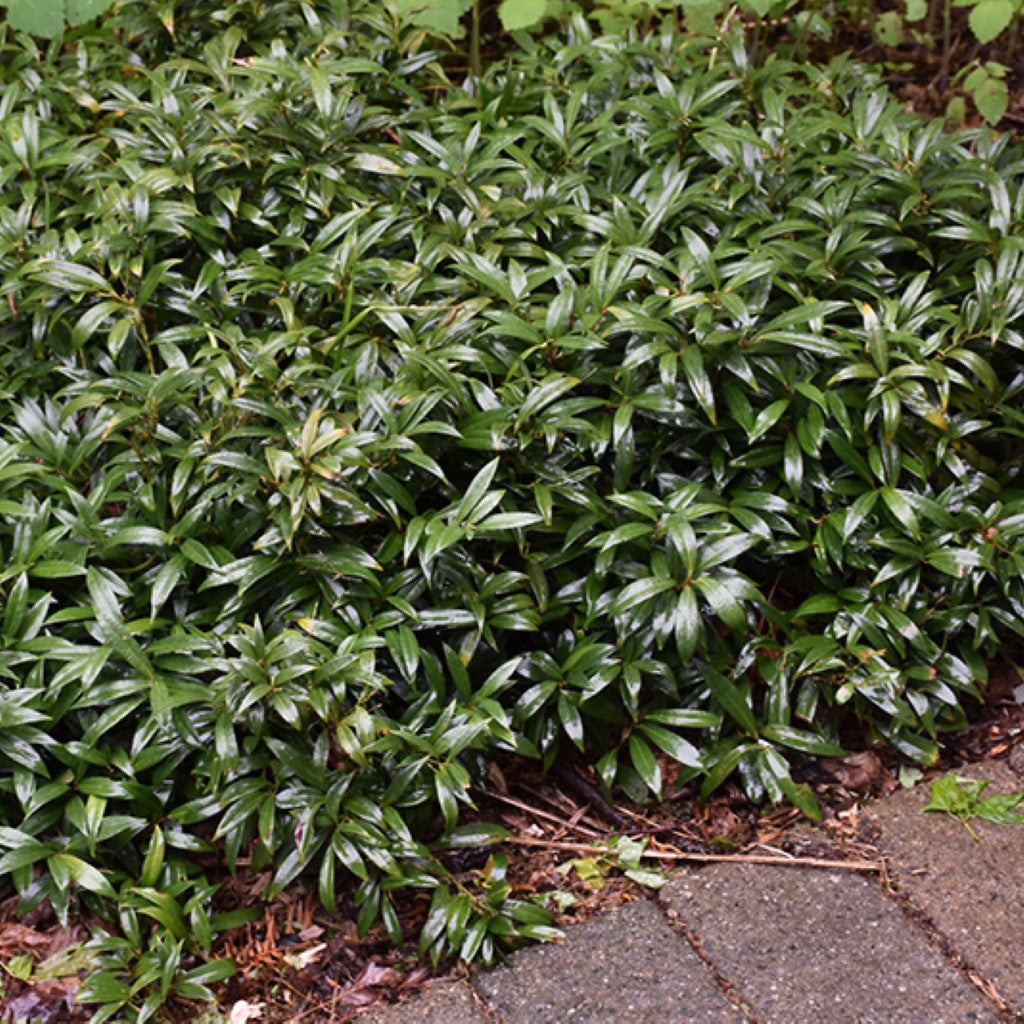 Himalayan Sweetbox Sarcococca Hookeriana