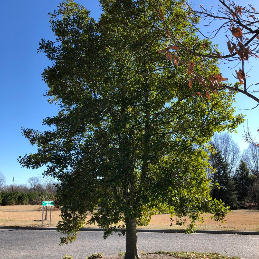 Holly Savannah (Tree Form)