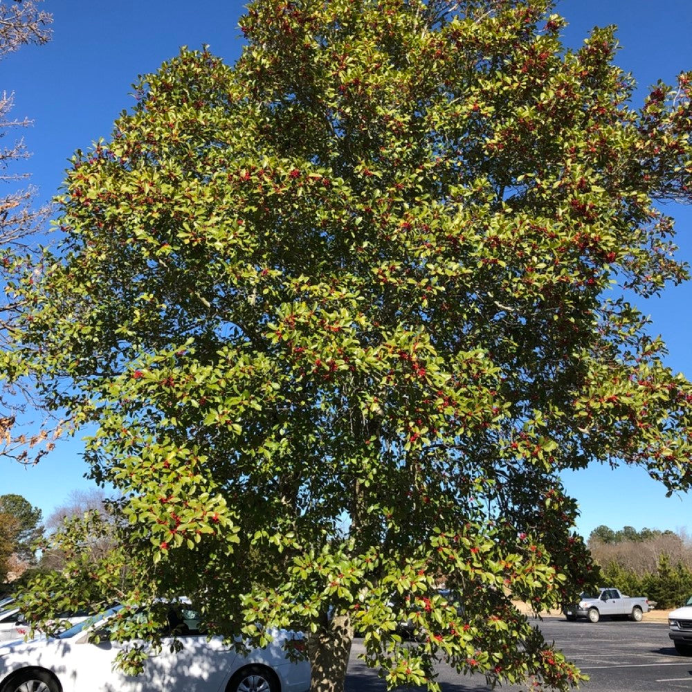 Holly Savannah (Tree Form)