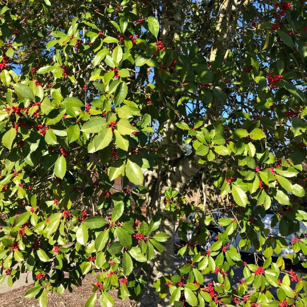 Holly Savannah (Tree Form)