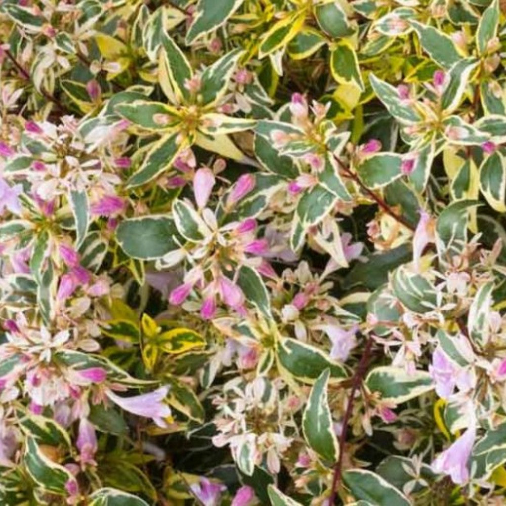 Hopley's Abelia