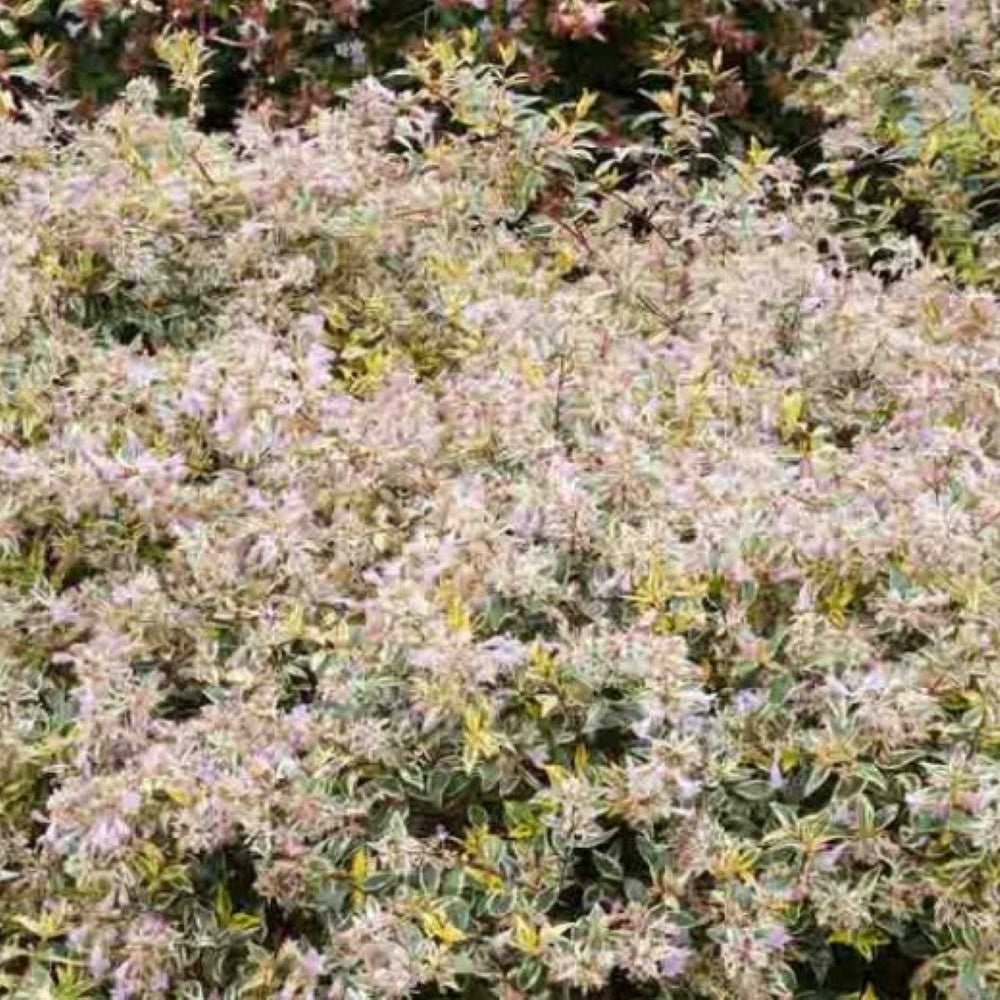 Hopley's Abelia