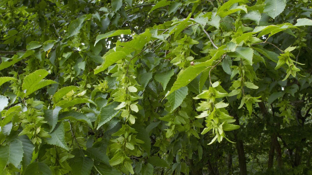 Hornbeam American Tree