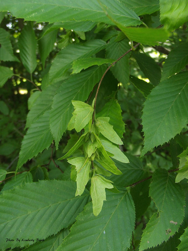 Hornbeam American Tree