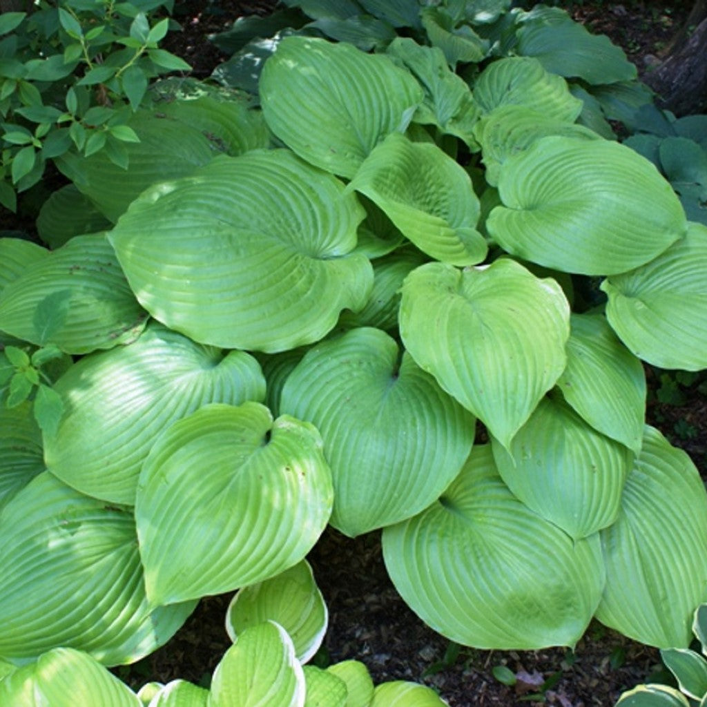 Hosta 'Sum and Substance'