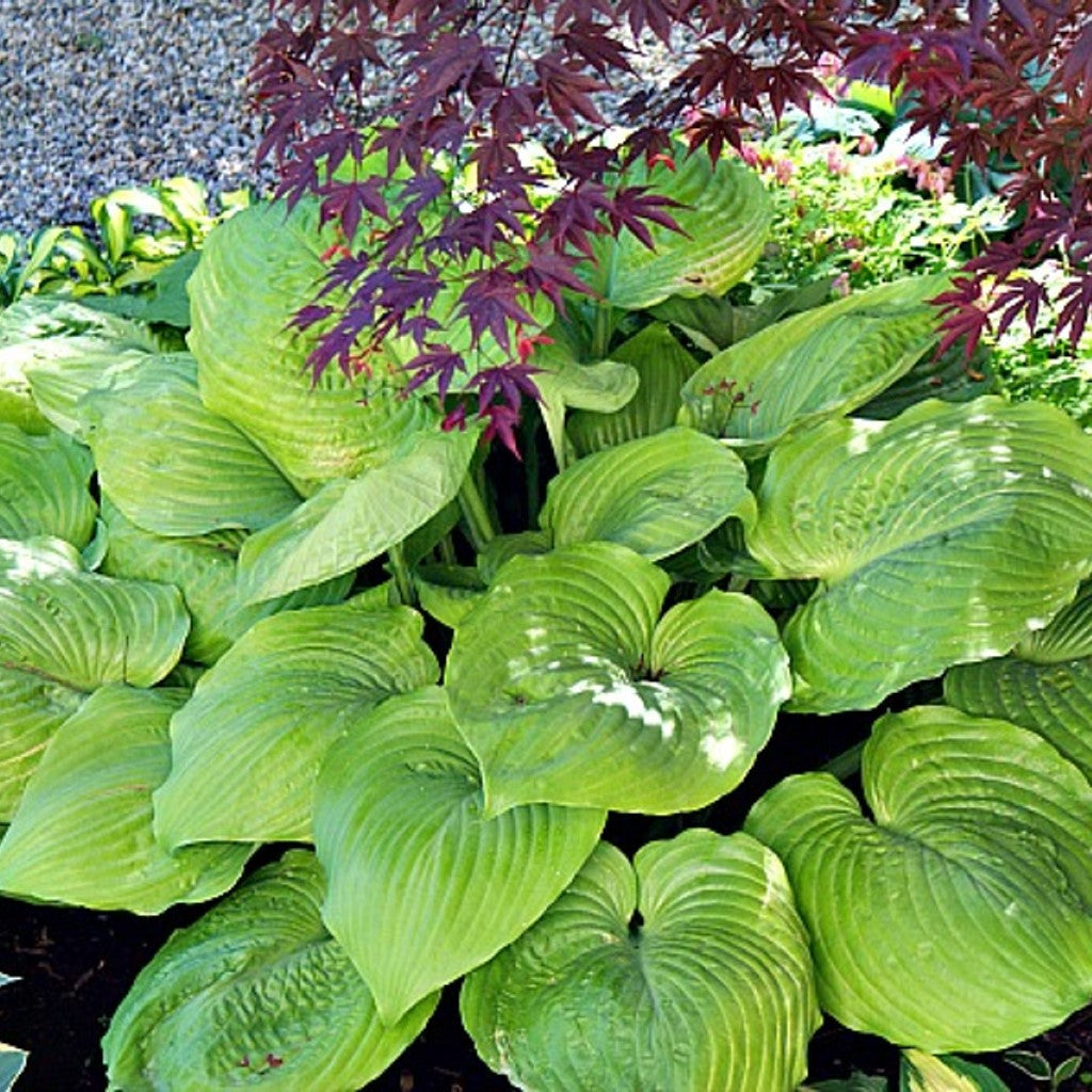 Hosta 'Sum and Substance'