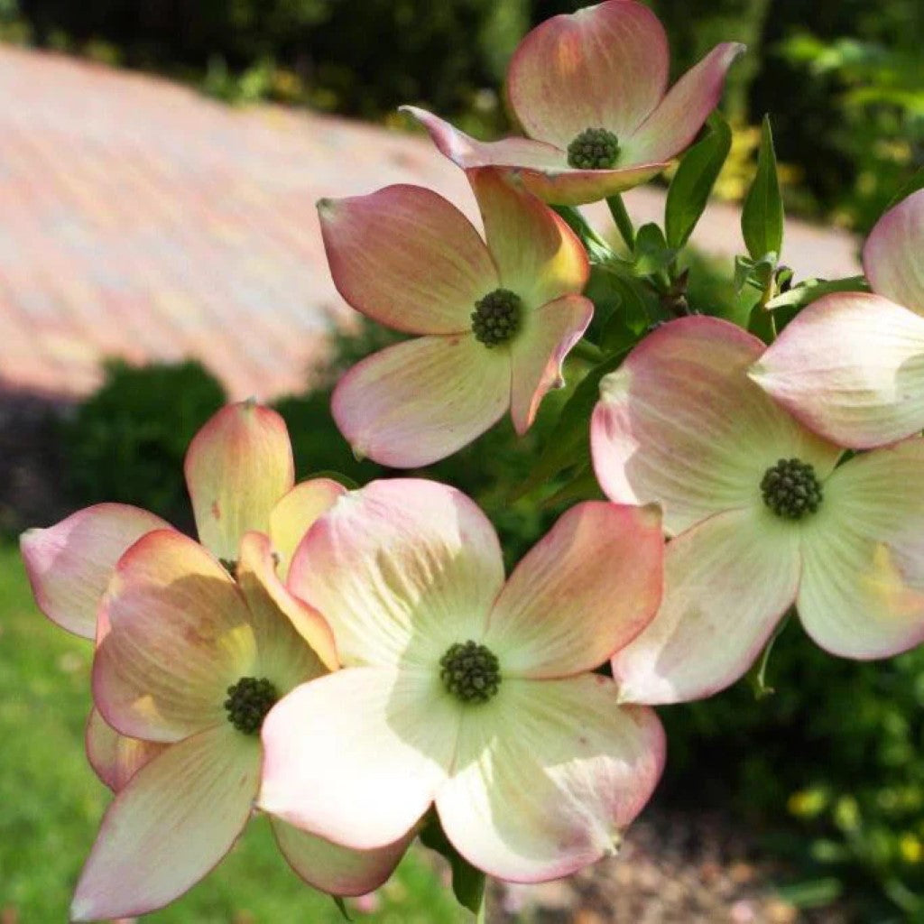 Hybrid Pink Dogwood