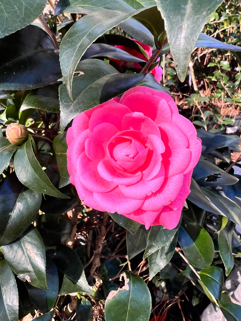 Jacks Camellia -Deep Pink Formal Double Blooms