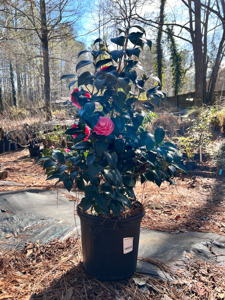 Jacks Camellia -Deep Pink Formal Double Blooms