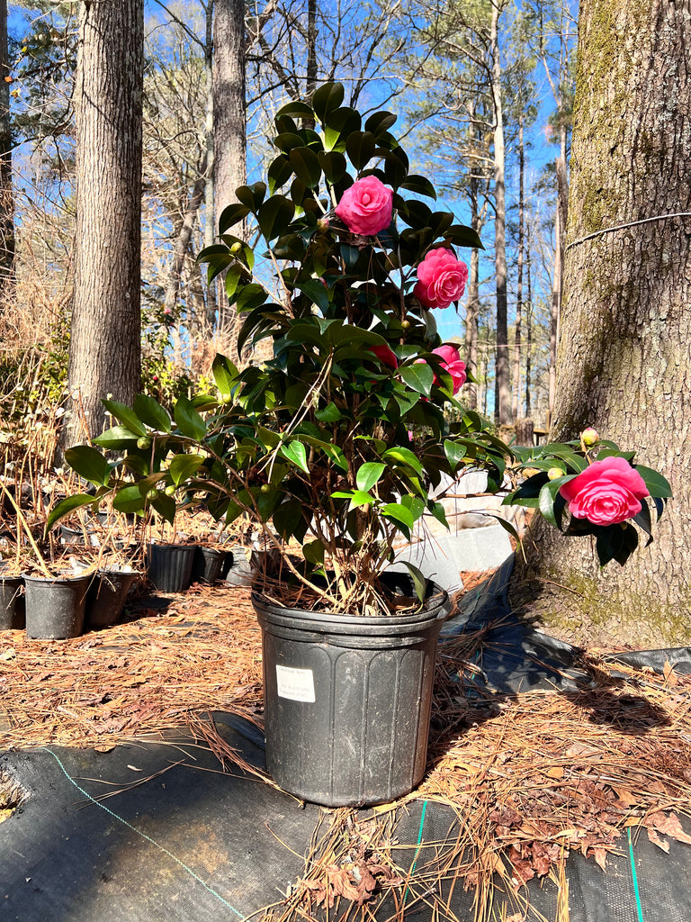 Jacks Camellia -Deep Pink Formal Double Blooms