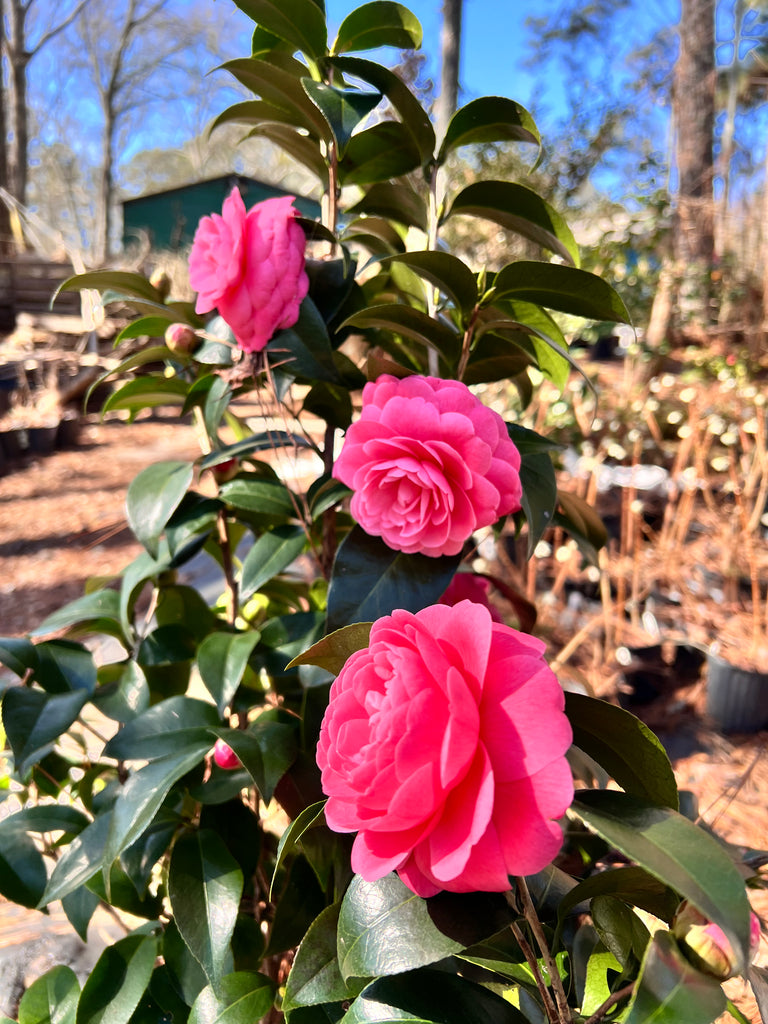 Jacks Camellia -Deep Pink Formal Double Blooms