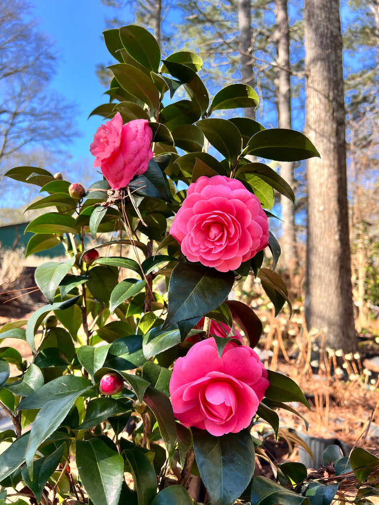 Jacks Camellia -Deep Pink Formal Double Blooms