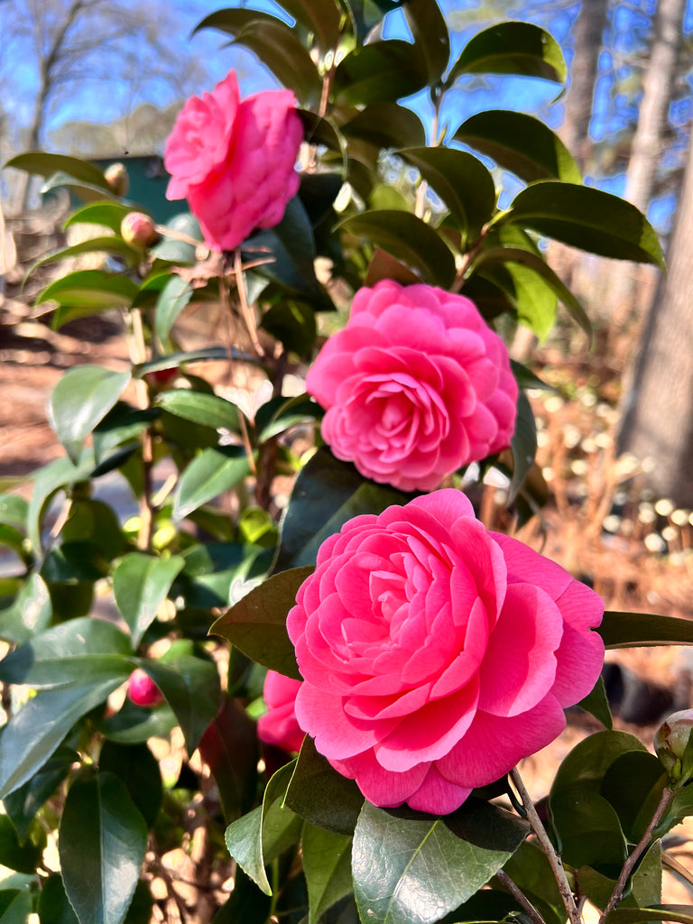 Jacks Camellia -Deep Pink Formal Double Blooms