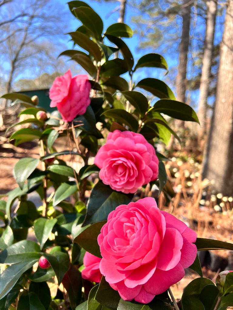 Jacks Camellia -Deep Pink Formal Double Blooms