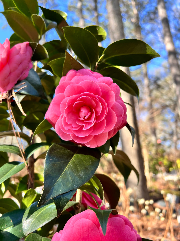 Jacks Camellia -Deep Pink Formal Double Blooms