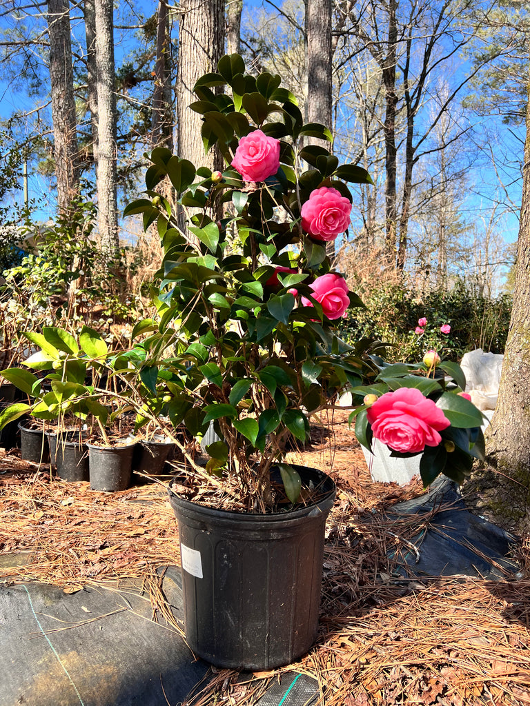 Jacks Camellia -Deep Pink Formal Double Blooms