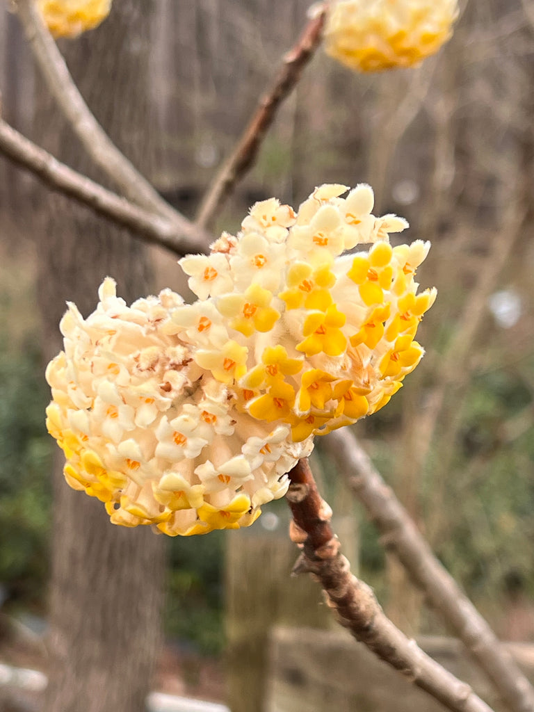 Edgeworthia- Extremely Fragrant, Winter blooming