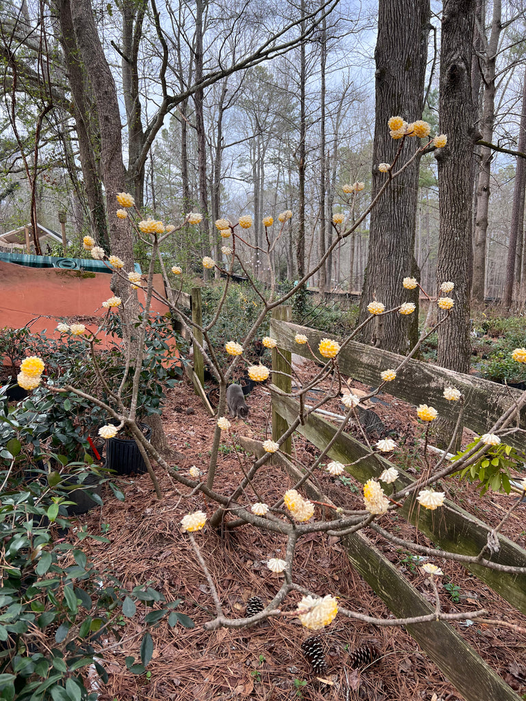 Edgeworthia- Extremely Fragrant, Winter blooming