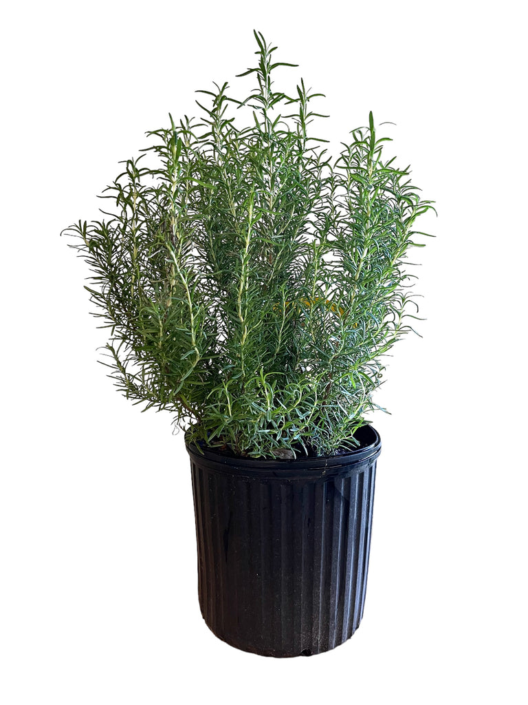 Tuscan Blue Rosemary-Live Christmas Tree