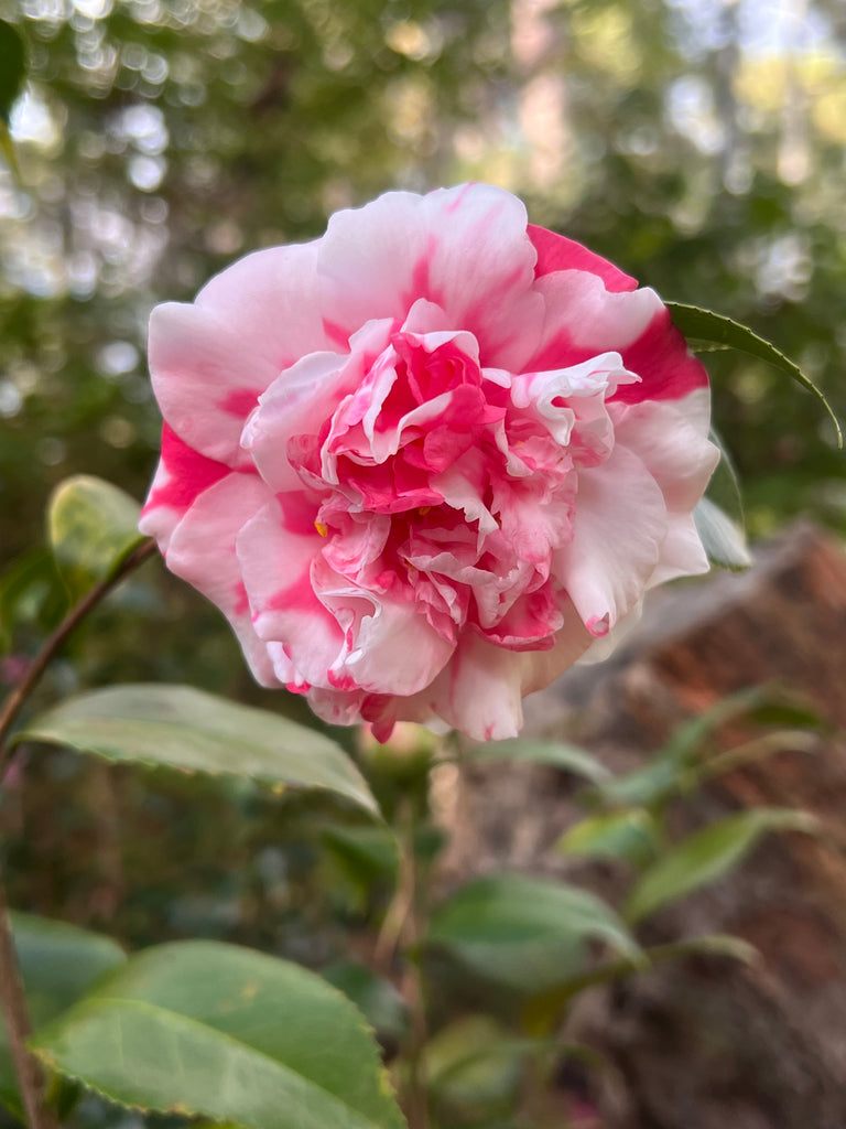 Variegated Pink and White Camellia