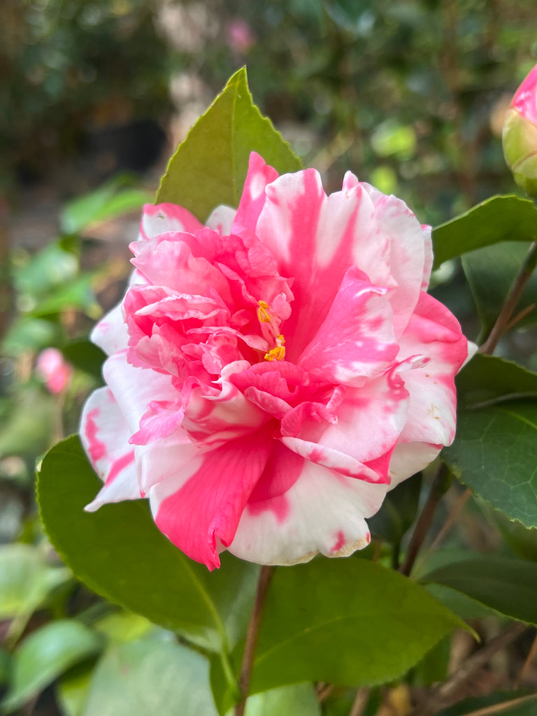 Variegated Pink and White Camellia