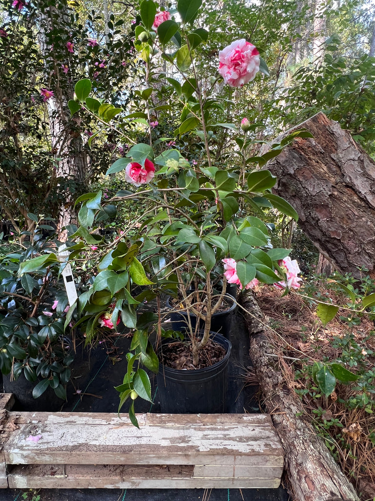 Variegated Pink and White Camellia