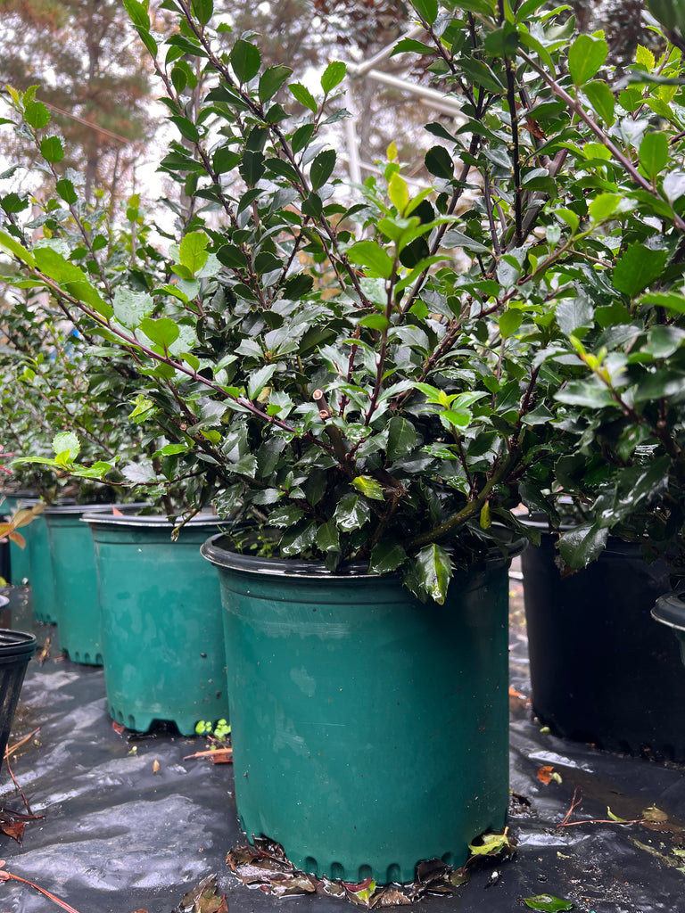 Blue Prince Holly, Handsome Hedge with Beautiful Dark Blue