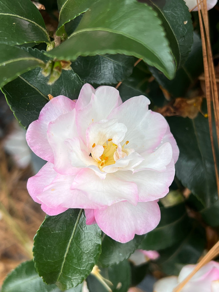 October Magic Orchid Camellia