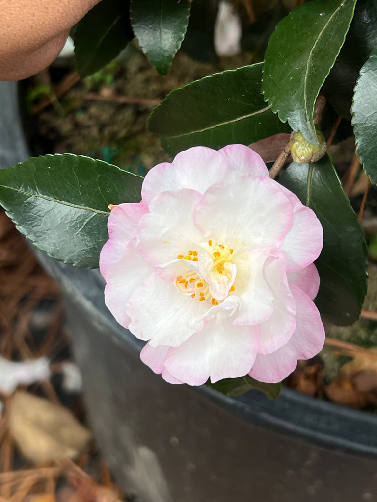 October Magic Orchid Camellia