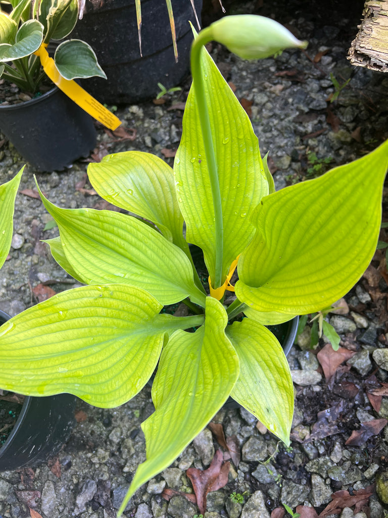 Hosta 'Fire Island'. Plantain Lily