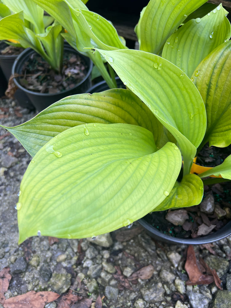 Hosta 'Fire Island'. Plantain Lily