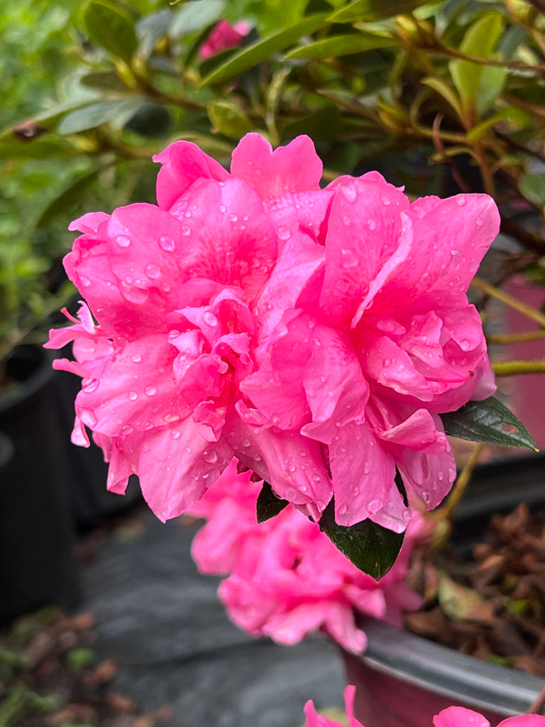 Autumn Carnation Encore Azalea