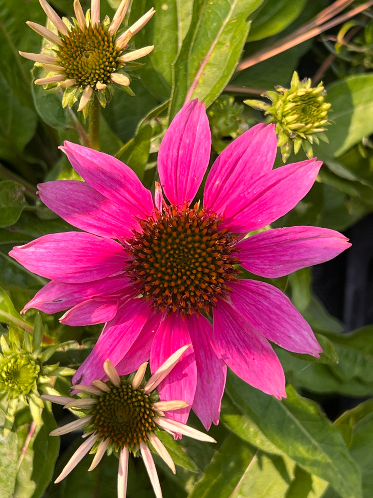 Echinacea Purpurea 'Pow Wow Wild Berry' Coneflower. Deep Magenta Flowers