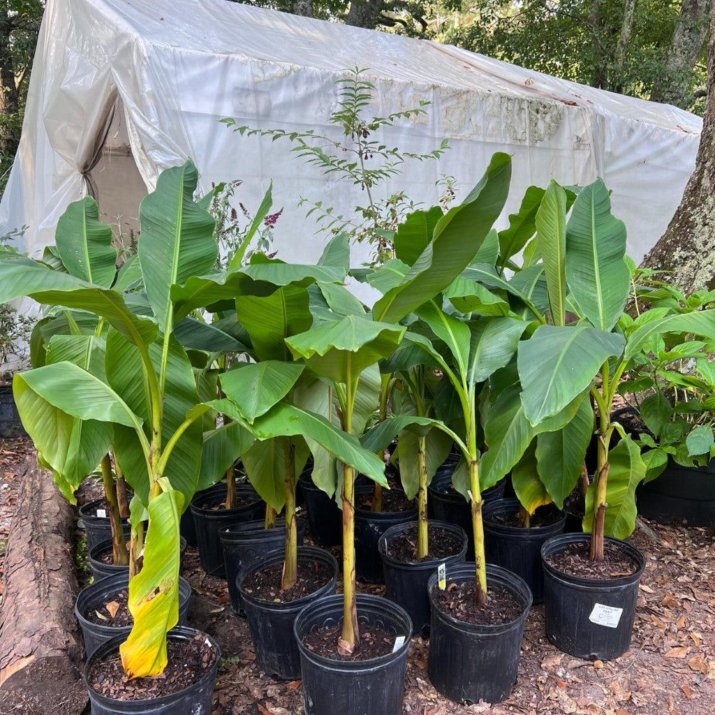 Japanese Ornamental Banana Plant