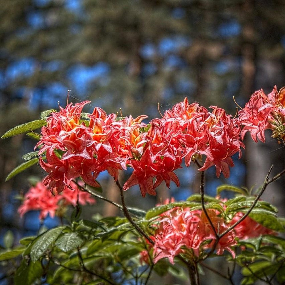 Jeb Stuart Native Azalea