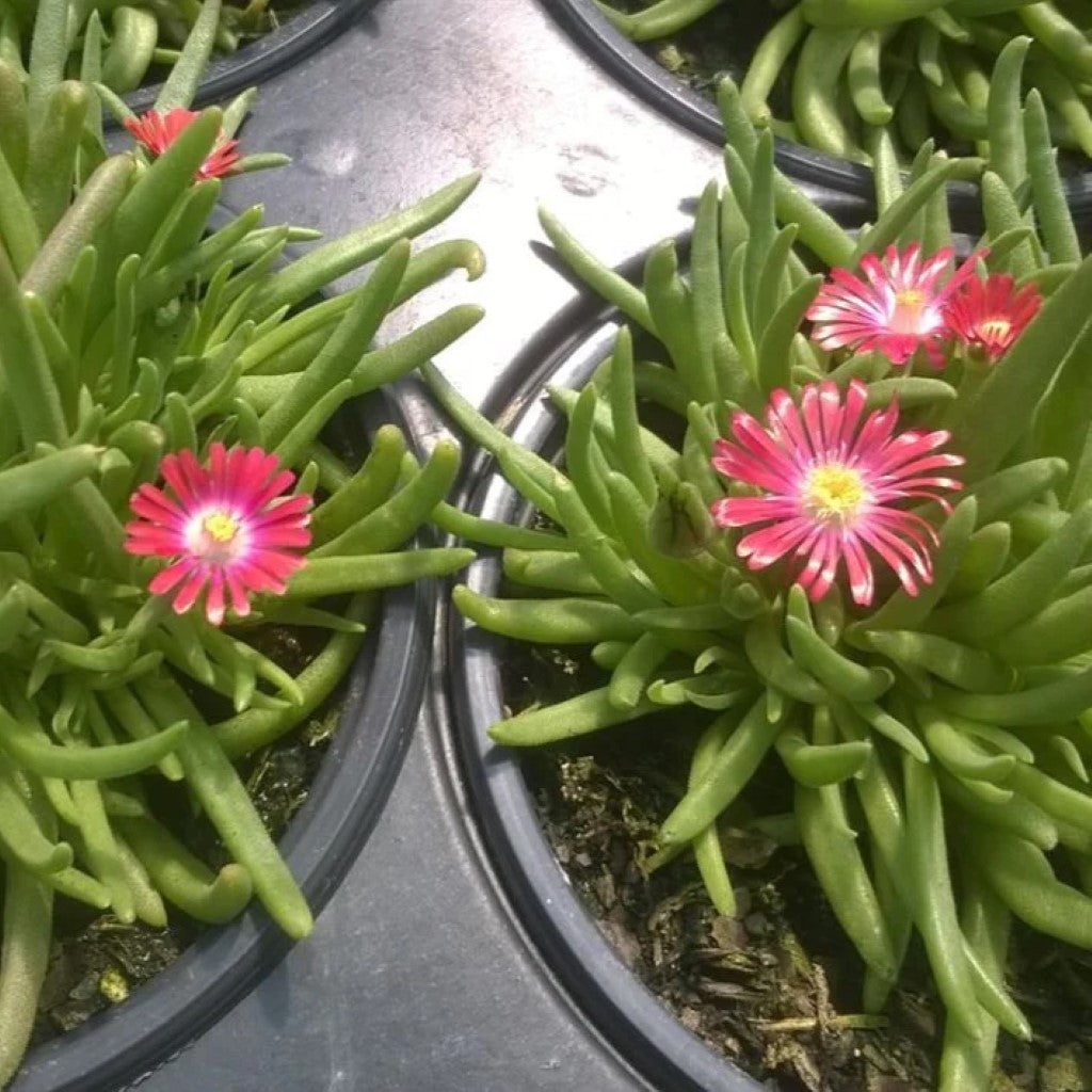 Delosperma 'Jewel of Desert Garnet'