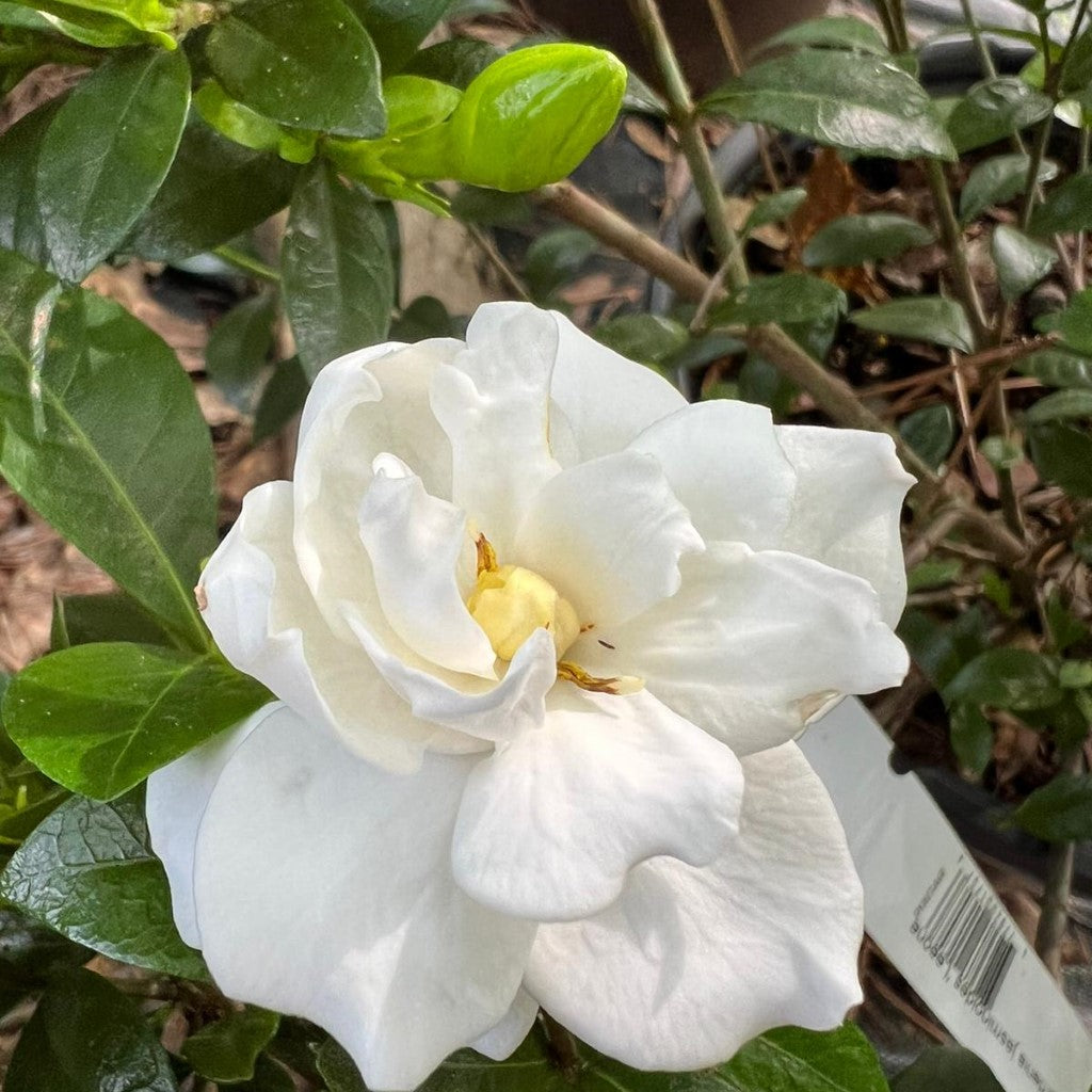 Jubilation Gardenia