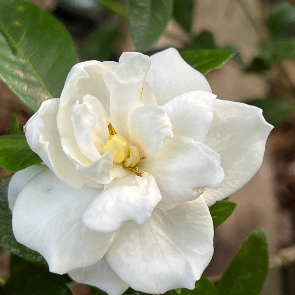 Jubilation Gardenia