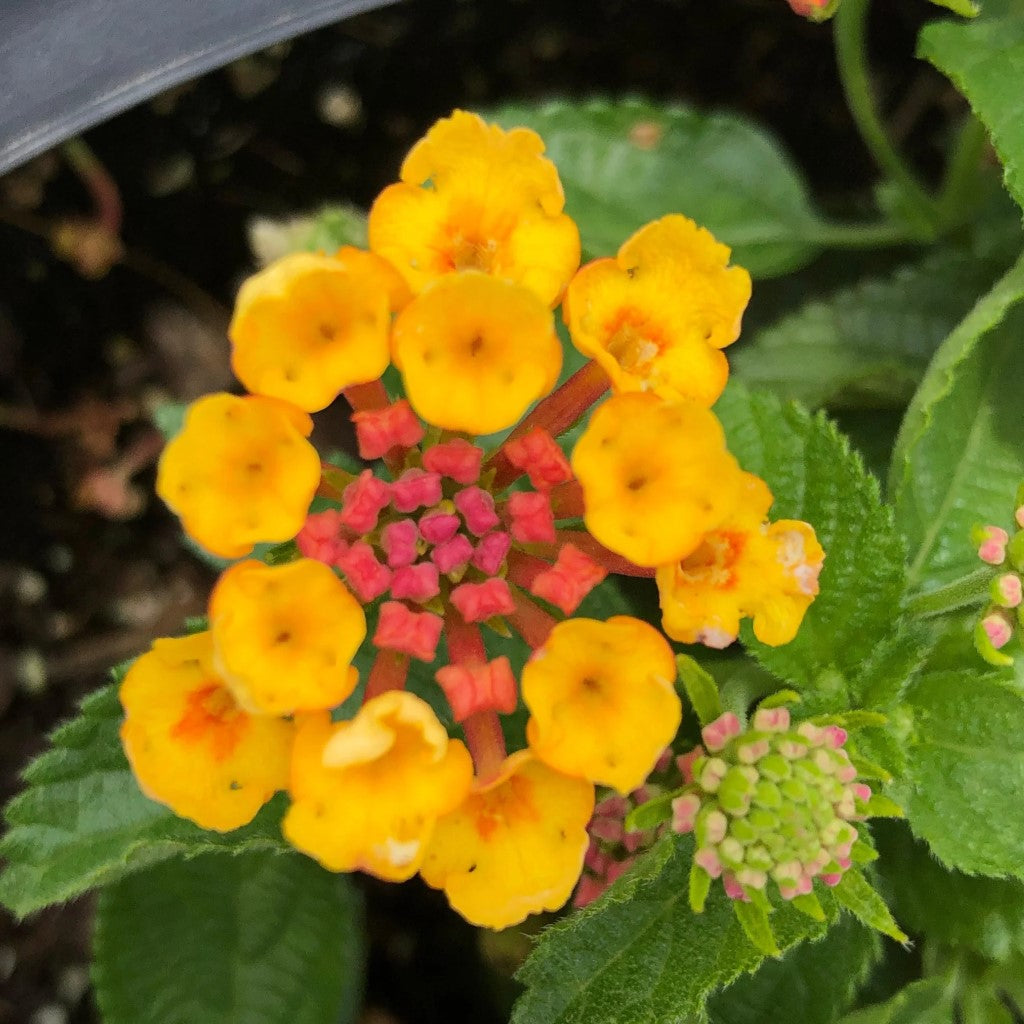 Lantana camara 'Bandana Orange