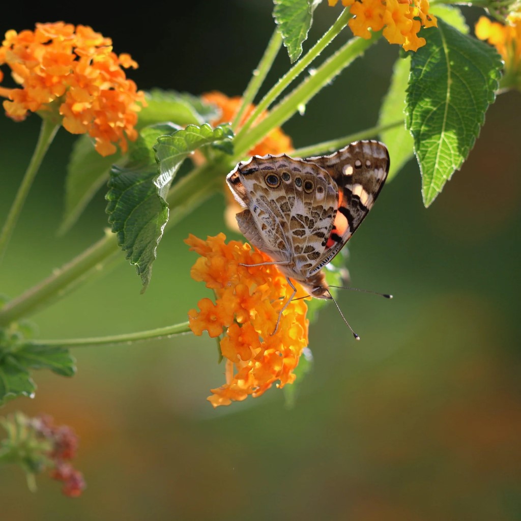 Lantana camara 'Bandana Orange