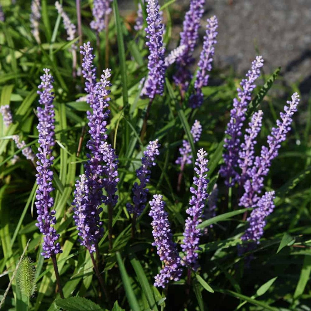 Liriope muscari 'Super Blue'