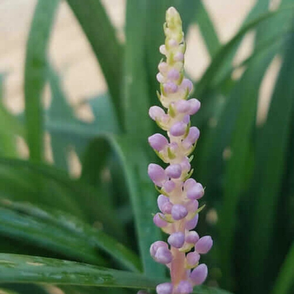 Liriope muscari 'Super Blue'