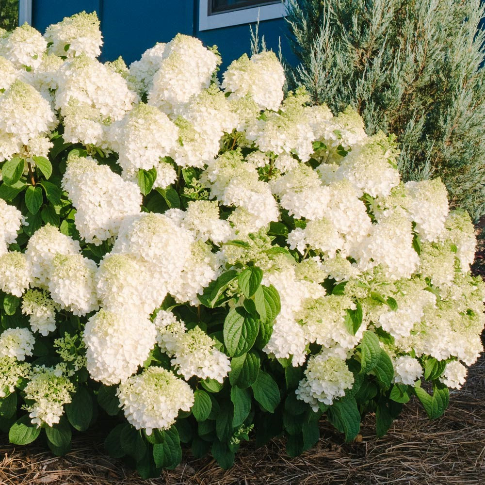 Little Hottie Panicle Hydrangea