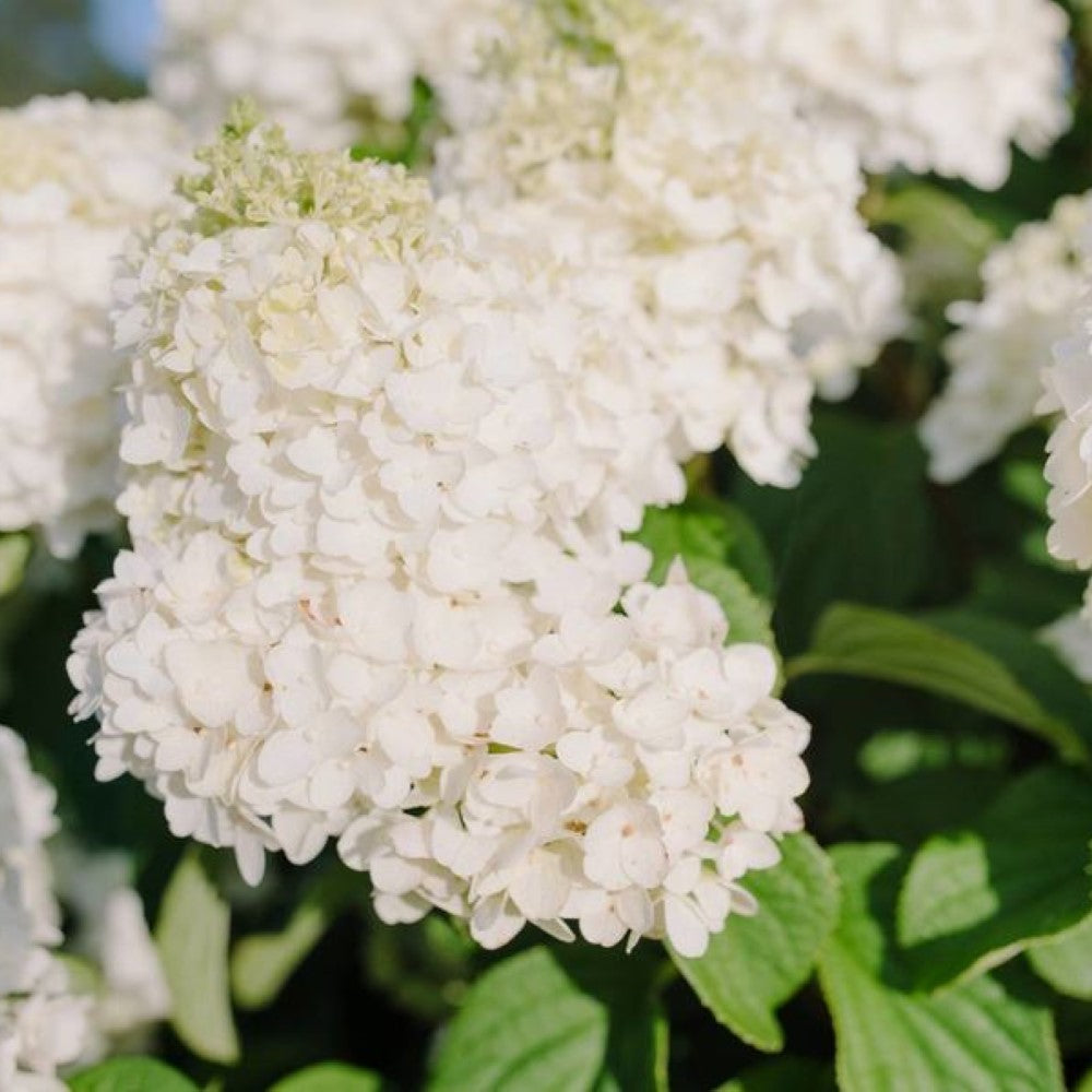 Little Hottie Panicle Hydrangea