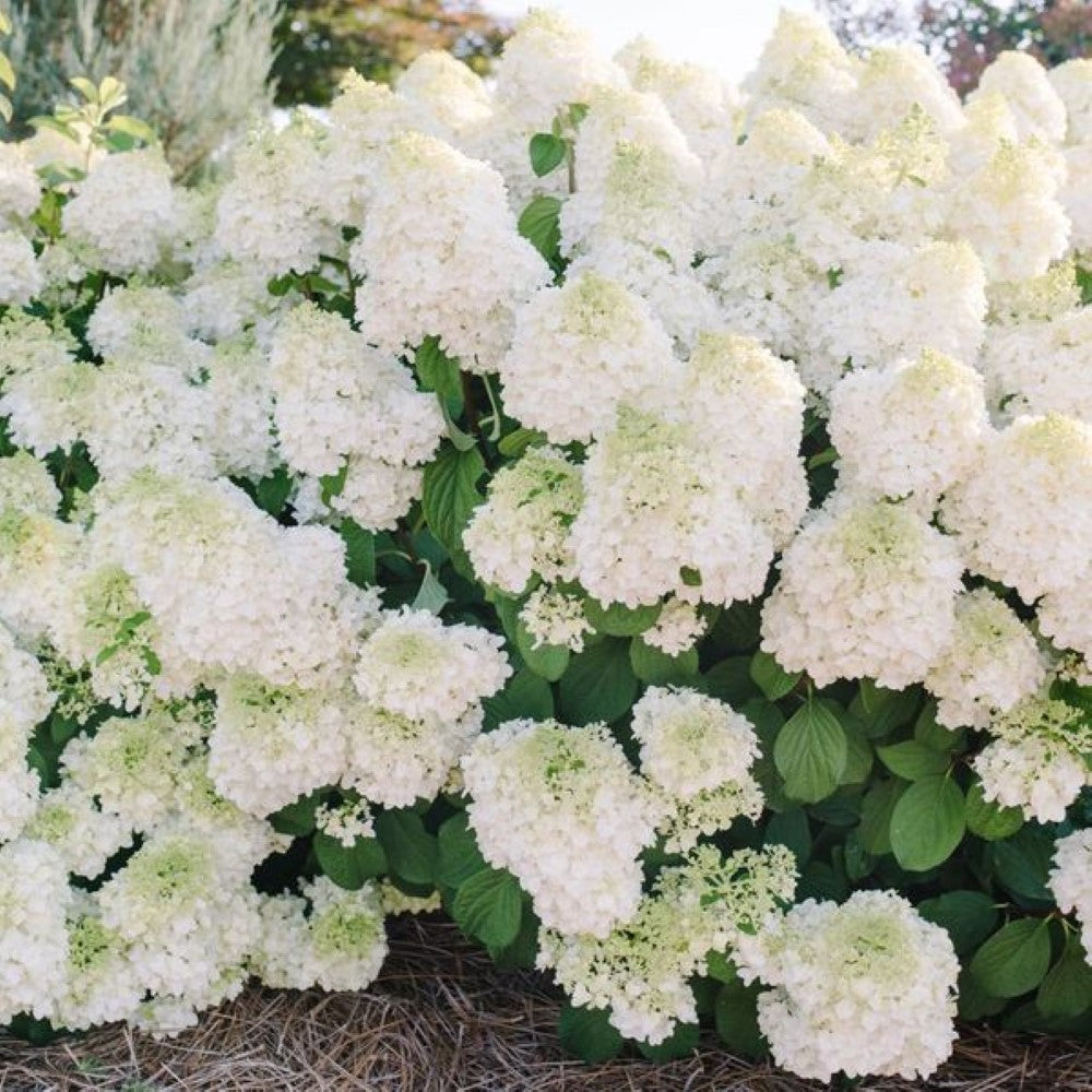 Little Hottie Panicle Hydrangea