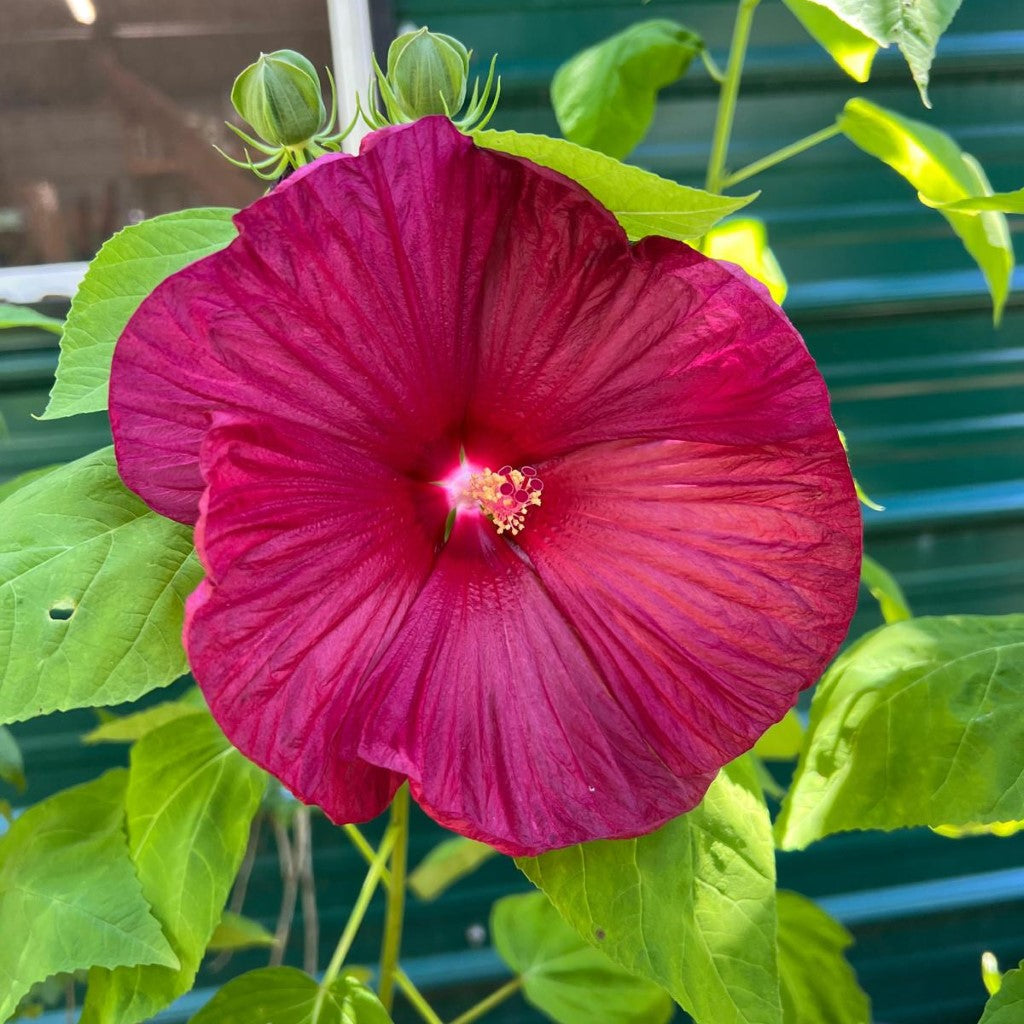 Hibiscus 'Luna Red'