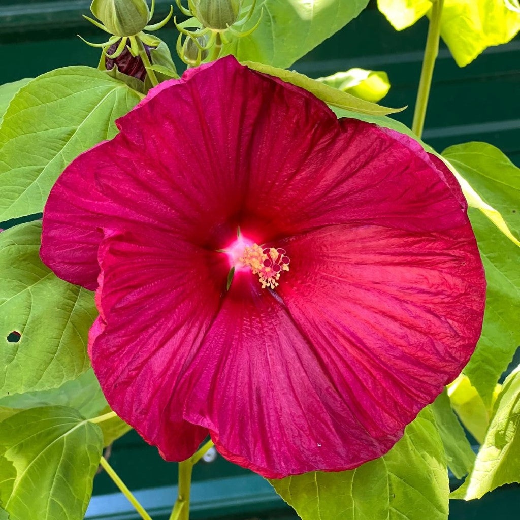 Hibiscus 'Luna Red'