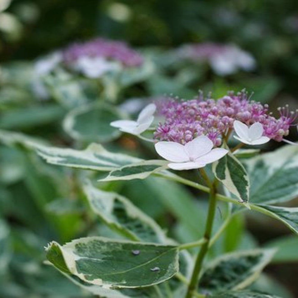 Mariesii Variegated Hydrangea